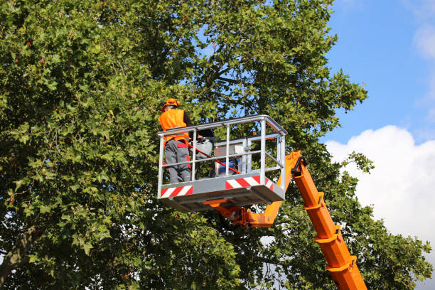 Best Tree Preservation Services  in USA